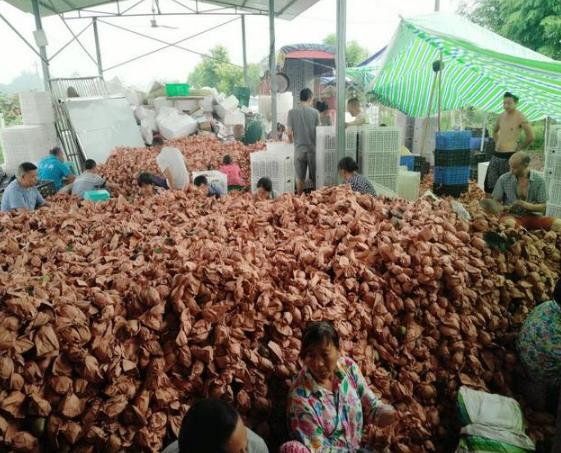兴义镇猕猴桃高产种植技术及管理