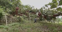 日销15万枚！贵州电商云助贵州