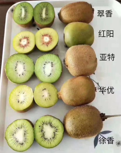 猕猴桃太硬怎么个吃最好？哪里猕