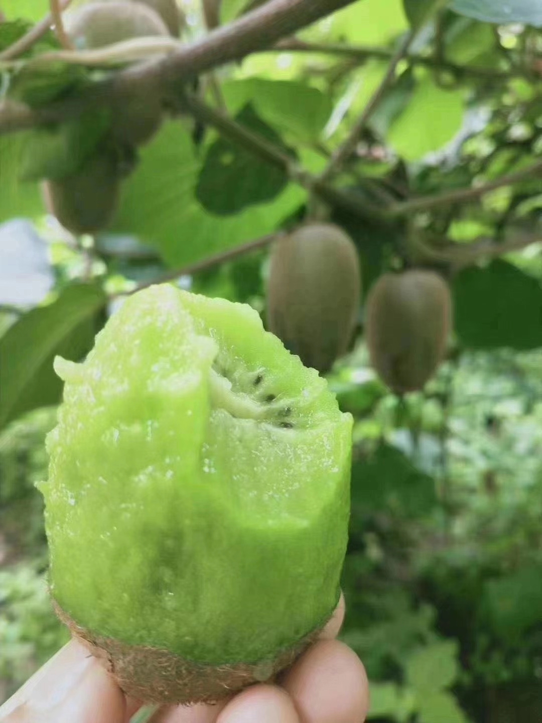 陕西除了特色小吃面皮肉夹馍，还