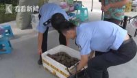 几个小伙偷绿心猕猴桃，原因是因