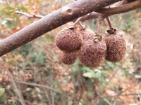 野生猕猴桃出现“豹纹”你对这棵