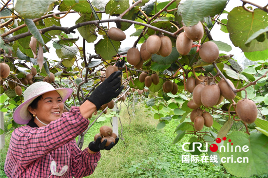 河南汝州市小屯农业猕猴桃种植基