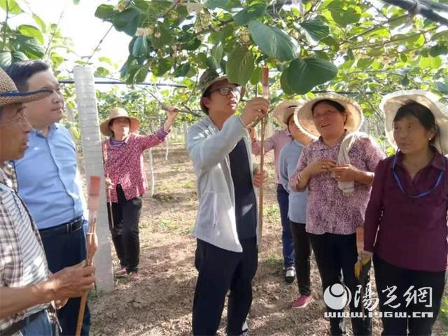 翠香猕猴桃 
武功县科协、县猕