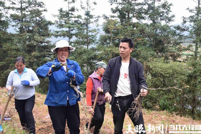 锦屏县彦洞乡彦洞猕猴桃种植基地