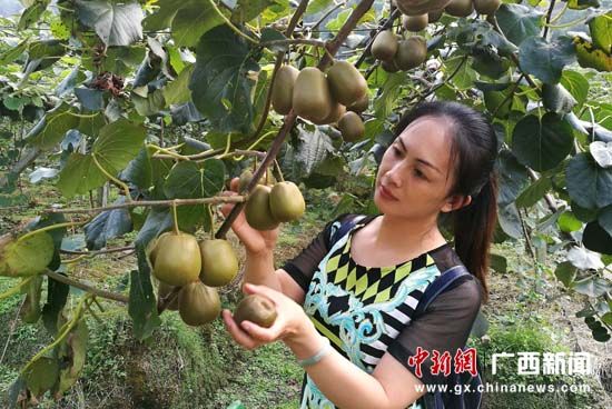 猕猴桃团购采摘网 鲁商国际社区