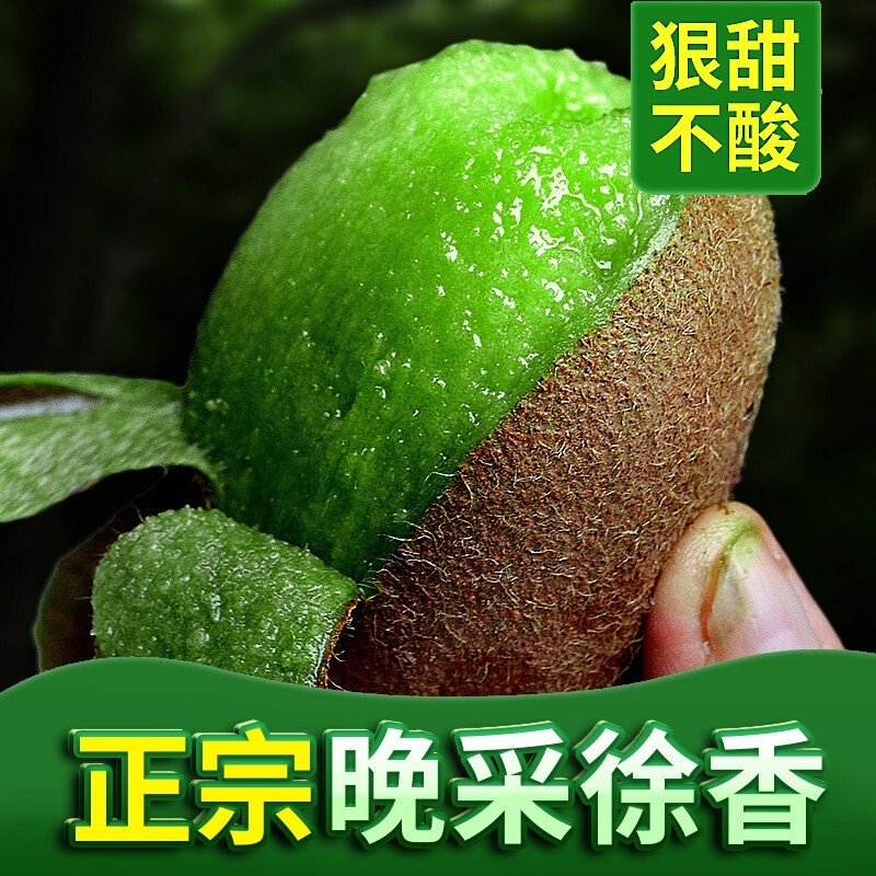 第七届中国·苍溪绿心猕猴桃采摘