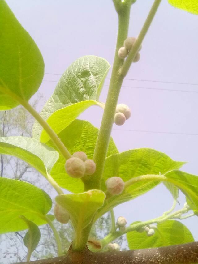 至于猕猴桃的种植，拥有数十年猕