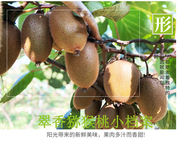 陕西这个县城盛产猕猴桃五月开花