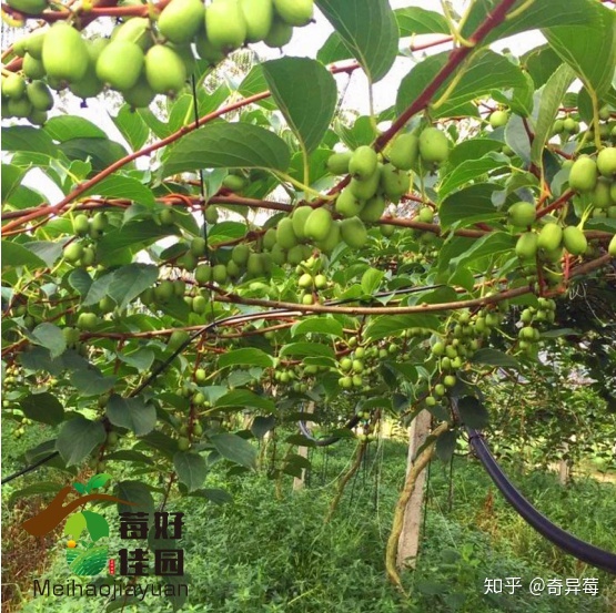 翠香猕猴桃的市场前景特征及管理
