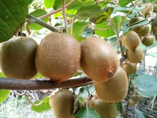 这类绿色植物能结出200斤以上