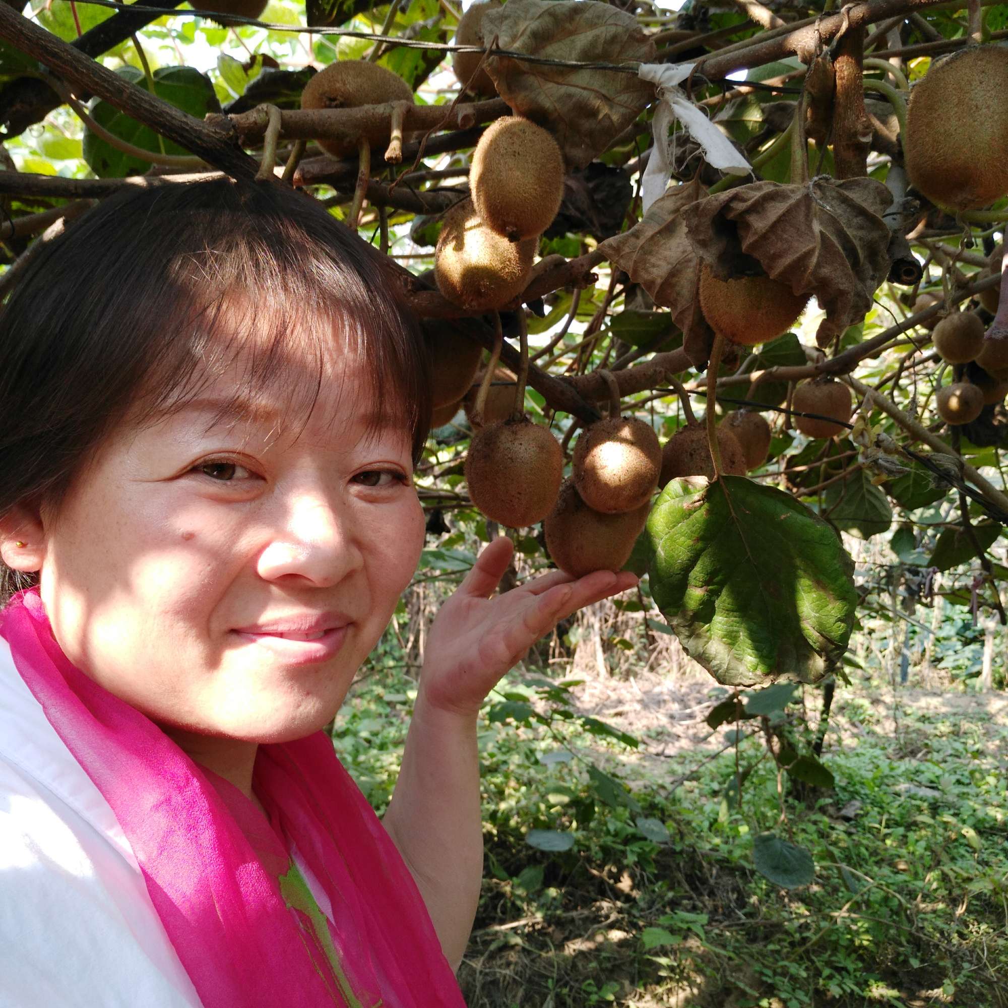 毕节市黔西县定新乡庄子村猕猴桃