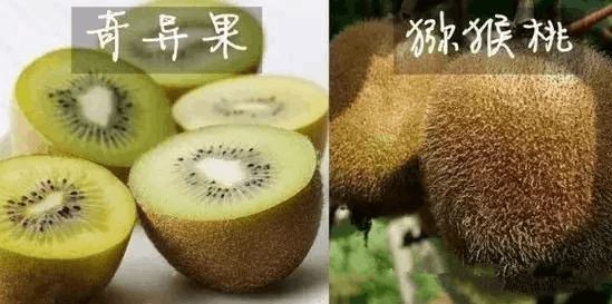 奇异果和猕猴桃的区别 

宠到