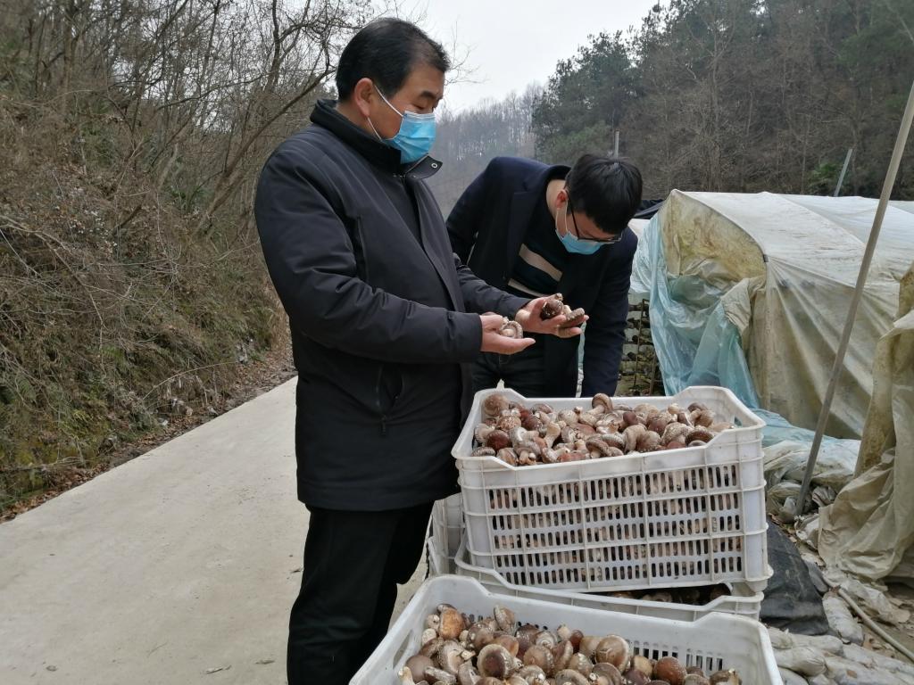 探寻陕西周至县猕猴桃：传承千年