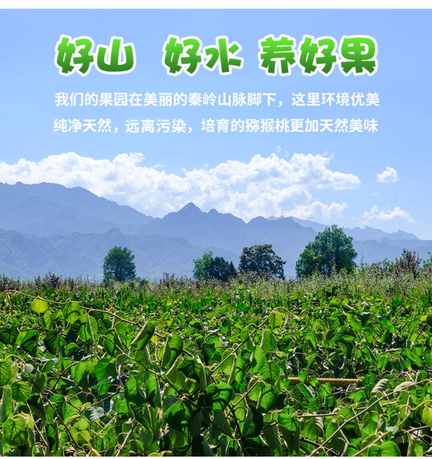 “中国猕猴桃之乡”西安市周至县