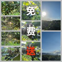 陕西周至猕猴桃基地：果香四溢，
