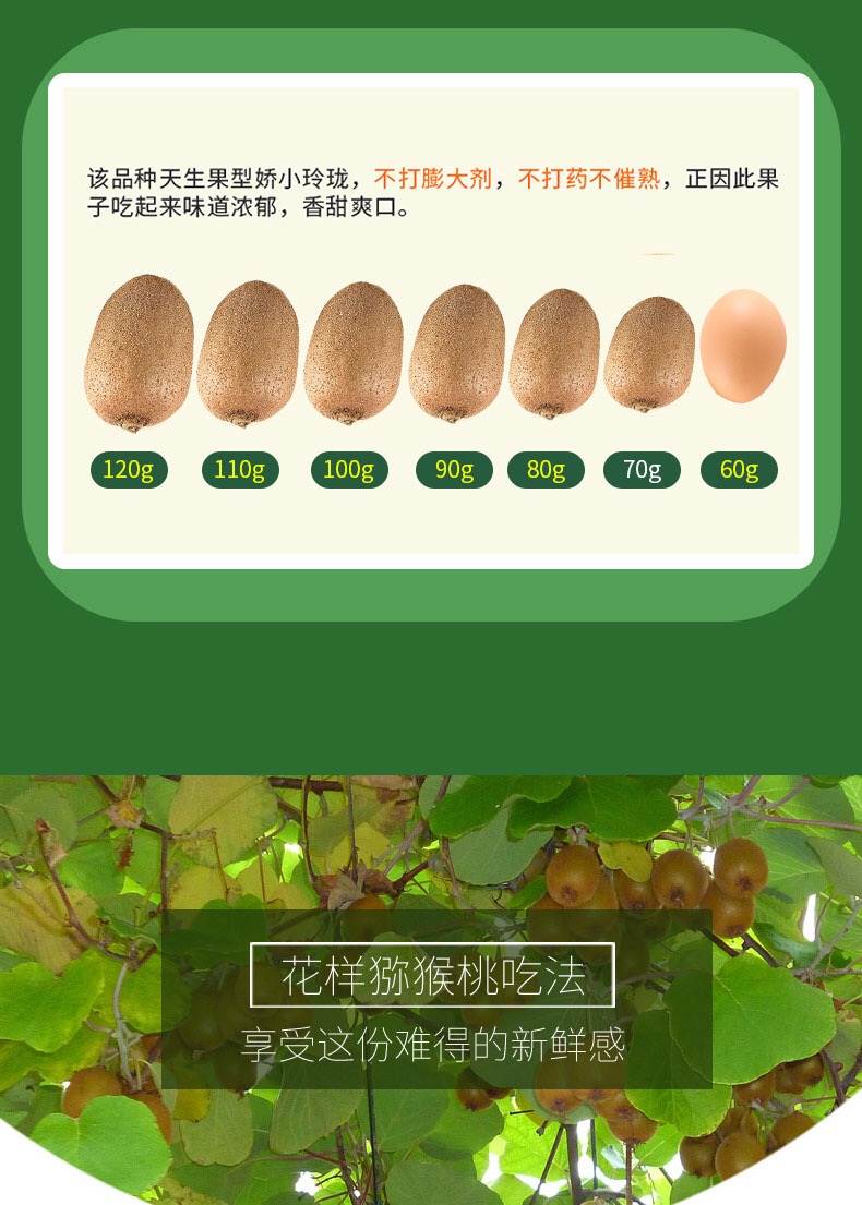 陕西周至县优质猕猴桃产地【选择