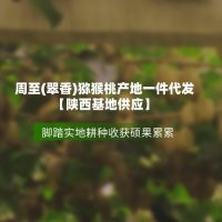 西安【速乐鲜】猕猴桃：来自周至