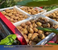翠香猕猴桃为何如此昂贵？种植成