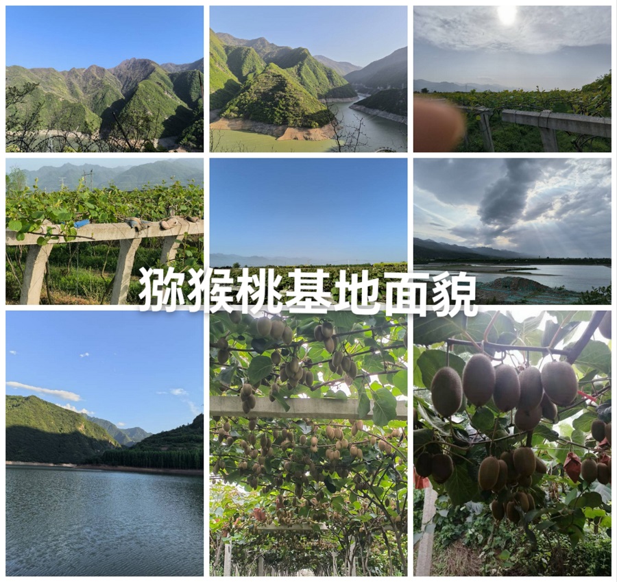 周至猕猴桃：从陕西秦岭&quo